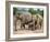 Asian Elephants at Pinnawela Elephant Orphanage, Sri Lanka, Asia-Kim Walker-Framed Photographic Print