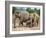 Asian Elephants at Pinnawela Elephant Orphanage, Sri Lanka, Asia-Kim Walker-Framed Photographic Print