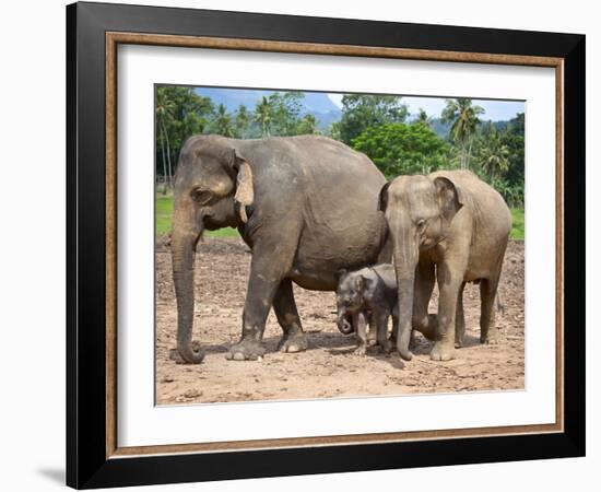 Asian Elephants at Pinnawela Elephant Orphanage, Sri Lanka, Asia-Kim Walker-Framed Photographic Print