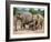 Asian Elephants at Pinnawela Elephant Orphanage, Sri Lanka, Asia-Kim Walker-Framed Photographic Print