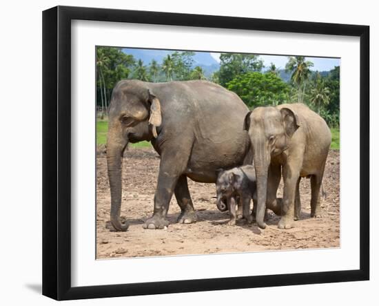 Asian Elephants at Pinnawela Elephant Orphanage, Sri Lanka, Asia-Kim Walker-Framed Photographic Print