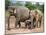 Asian Elephants at Pinnawela Elephant Orphanage, Sri Lanka, Asia-Kim Walker-Mounted Photographic Print
