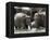 Asian Elephants Bathing in the River, Pinnawela Elephant Orphanage, Sri Lanka, Asia-Kim Walker-Framed Premier Image Canvas