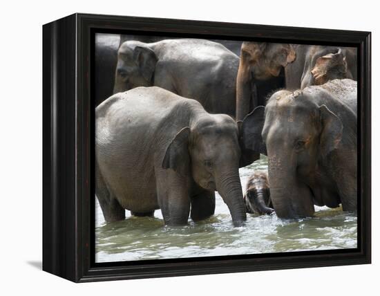 Asian Elephants Bathing in the River, Pinnawela Elephant Orphanage, Sri Lanka, Asia-Kim Walker-Framed Premier Image Canvas