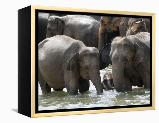Asian Elephants Bathing in the River, Pinnawela Elephant Orphanage, Sri Lanka, Asia-Kim Walker-Framed Premier Image Canvas
