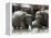 Asian Elephants Bathing in the River, Pinnawela Elephant Orphanage, Sri Lanka, Asia-Kim Walker-Framed Premier Image Canvas