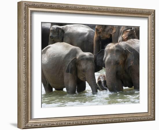Asian Elephants Bathing in the River, Pinnawela Elephant Orphanage, Sri Lanka, Asia-Kim Walker-Framed Photographic Print