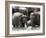 Asian Elephants Bathing in the River, Pinnawela Elephant Orphanage, Sri Lanka, Asia-Kim Walker-Framed Photographic Print