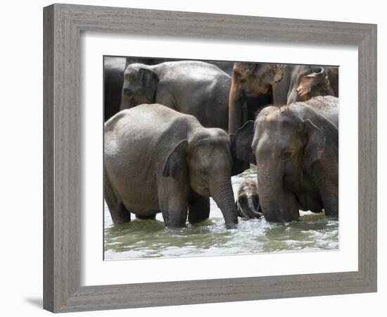 Asian Elephants Bathing in the River, Pinnawela Elephant Orphanage, Sri Lanka, Asia-Kim Walker-Framed Photographic Print