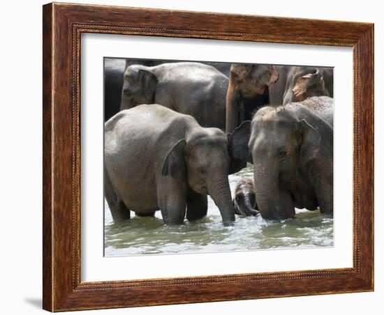 Asian Elephants Bathing in the River, Pinnawela Elephant Orphanage, Sri Lanka, Asia-Kim Walker-Framed Photographic Print