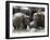 Asian Elephants Bathing in the River, Pinnawela Elephant Orphanage, Sri Lanka, Asia-Kim Walker-Framed Photographic Print