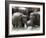 Asian Elephants Bathing in the River, Pinnawela Elephant Orphanage, Sri Lanka, Asia-Kim Walker-Framed Photographic Print