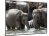 Asian Elephants Bathing in the River, Pinnawela Elephant Orphanage, Sri Lanka, Asia-Kim Walker-Mounted Photographic Print