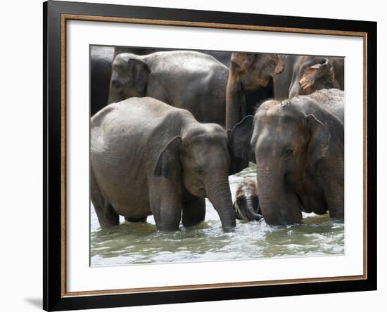 Asian Elephants Bathing in the River, Pinnawela Elephant Orphanage, Sri Lanka, Asia-Kim Walker-Framed Photographic Print