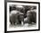 Asian Elephants Bathing in the River, Pinnawela Elephant Orphanage, Sri Lanka, Asia-Kim Walker-Framed Photographic Print