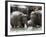 Asian Elephants Bathing in the River, Pinnawela Elephant Orphanage, Sri Lanka, Asia-Kim Walker-Framed Photographic Print