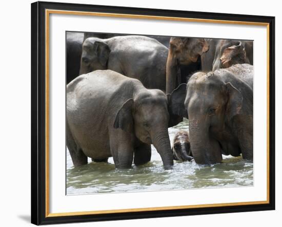 Asian Elephants Bathing in the River, Pinnawela Elephant Orphanage, Sri Lanka, Asia-Kim Walker-Framed Photographic Print