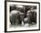 Asian Elephants Bathing in the River, Pinnawela Elephant Orphanage, Sri Lanka, Asia-Kim Walker-Framed Photographic Print