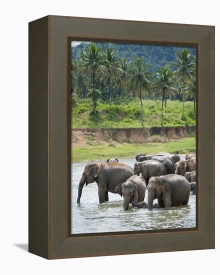 Asian Elephants Bathing in the River, Pinnawela Elephant Orphanage, Sri Lanka, Indian Ocean, Asia-Kim Walker-Framed Premier Image Canvas