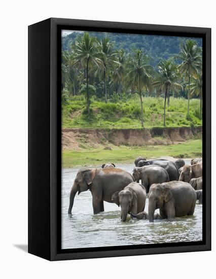 Asian Elephants Bathing in the River, Pinnawela Elephant Orphanage, Sri Lanka, Indian Ocean, Asia-Kim Walker-Framed Premier Image Canvas