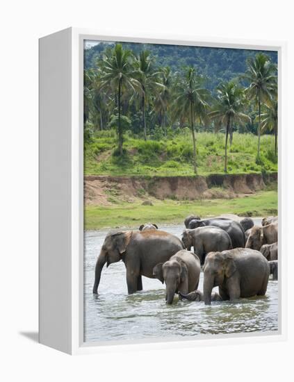 Asian Elephants Bathing in the River, Pinnawela Elephant Orphanage, Sri Lanka, Indian Ocean, Asia-Kim Walker-Framed Premier Image Canvas