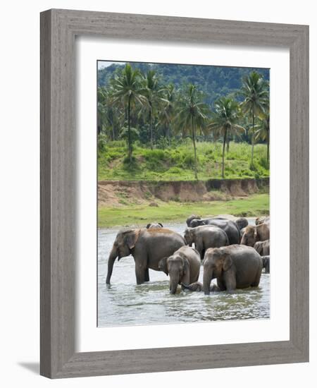 Asian Elephants Bathing in the River, Pinnawela Elephant Orphanage, Sri Lanka, Indian Ocean, Asia-Kim Walker-Framed Photographic Print