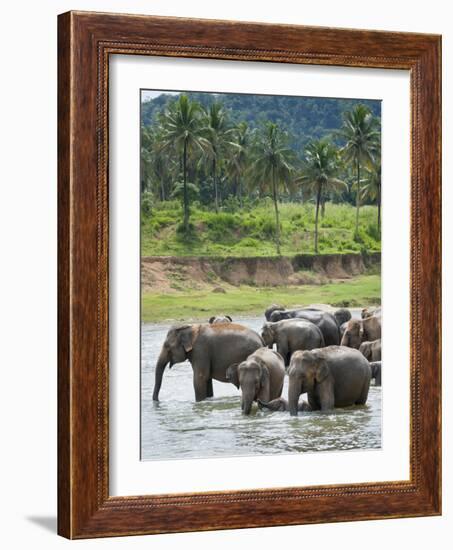 Asian Elephants Bathing in the River, Pinnawela Elephant Orphanage, Sri Lanka, Indian Ocean, Asia-Kim Walker-Framed Photographic Print