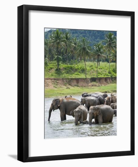 Asian Elephants Bathing in the River, Pinnawela Elephant Orphanage, Sri Lanka, Indian Ocean, Asia-Kim Walker-Framed Photographic Print