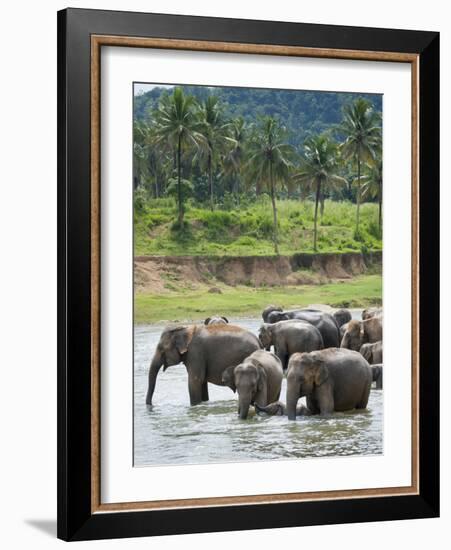 Asian Elephants Bathing in the River, Pinnawela Elephant Orphanage, Sri Lanka, Indian Ocean, Asia-Kim Walker-Framed Photographic Print