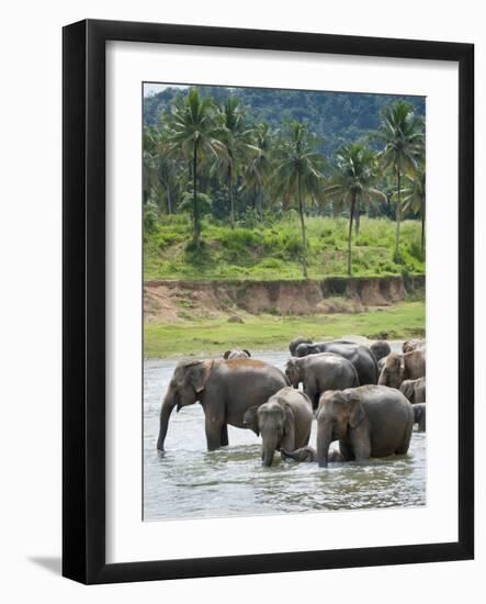 Asian Elephants Bathing in the River, Pinnawela Elephant Orphanage, Sri Lanka, Indian Ocean, Asia-Kim Walker-Framed Photographic Print