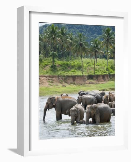 Asian Elephants Bathing in the River, Pinnawela Elephant Orphanage, Sri Lanka, Indian Ocean, Asia-Kim Walker-Framed Photographic Print