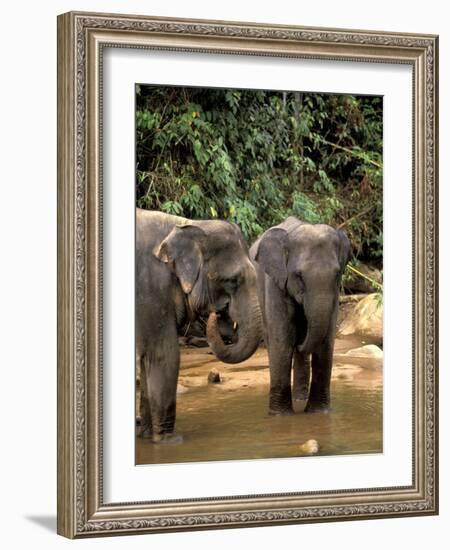 Asian Elephants in Khao Yi National Park, Thailand-Gavriel Jecan-Framed Photographic Print