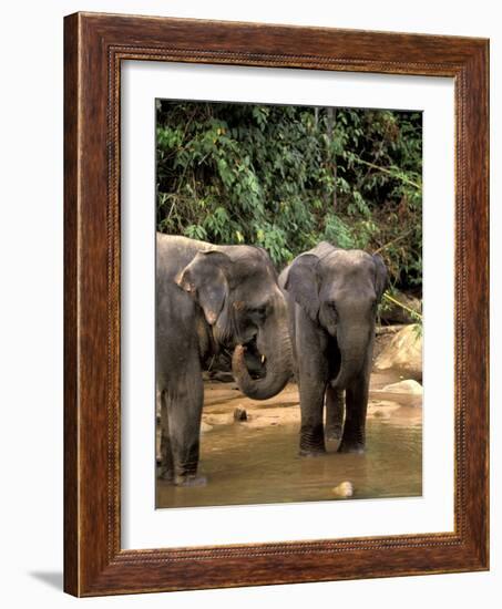 Asian Elephants in Khao Yi National Park, Thailand-Gavriel Jecan-Framed Photographic Print