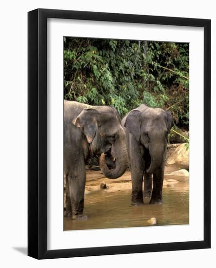 Asian Elephants in Khao Yi National Park, Thailand-Gavriel Jecan-Framed Photographic Print