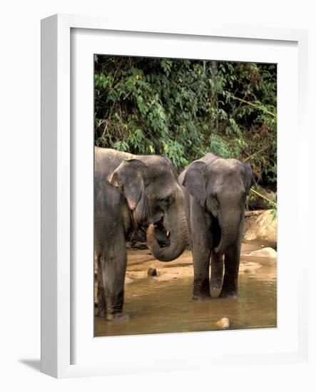 Asian Elephants in Khao Yi National Park, Thailand-Gavriel Jecan-Framed Photographic Print