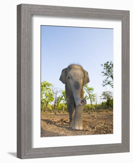 Asian Indian Elephant Bandhavgarh National Park, India. 2007-Tony Heald-Framed Photographic Print