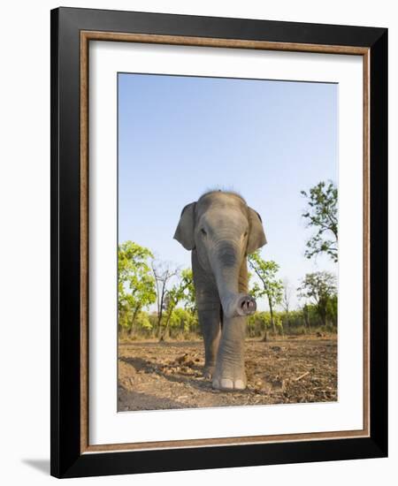 Asian Indian Elephant Bandhavgarh National Park, India. 2007-Tony Heald-Framed Photographic Print