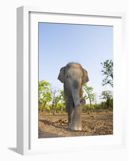 Asian Indian Elephant Bandhavgarh National Park, India. 2007-Tony Heald-Framed Photographic Print