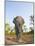 Asian Indian Elephant Bandhavgarh National Park, India. 2007-Tony Heald-Mounted Photographic Print