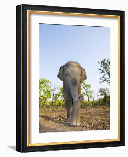 Asian Indian Elephant Bandhavgarh National Park, India. 2007-Tony Heald-Framed Photographic Print