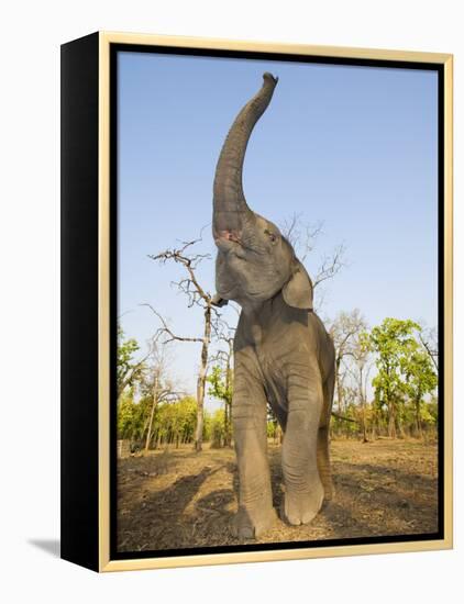 Asian Indian Elephant Holding Trunk in the Air, Bandhavgarh National Park, India. 2007-Tony Heald-Framed Premier Image Canvas