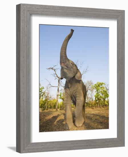 Asian Indian Elephant Holding Trunk in the Air, Bandhavgarh National Park, India. 2007-Tony Heald-Framed Photographic Print