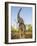 Asian Indian Elephant Holding Trunk in the Air, Bandhavgarh National Park, India. 2007-Tony Heald-Framed Photographic Print