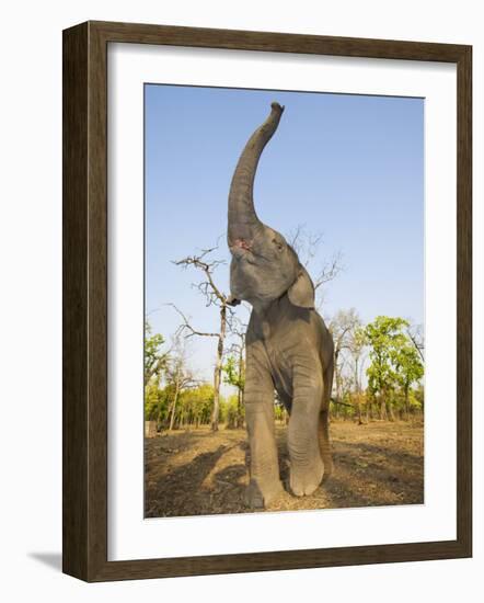 Asian Indian Elephant Holding Trunk in the Air, Bandhavgarh National Park, India. 2007-Tony Heald-Framed Photographic Print