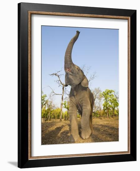 Asian Indian Elephant Holding Trunk in the Air, Bandhavgarh National Park, India. 2007-Tony Heald-Framed Photographic Print