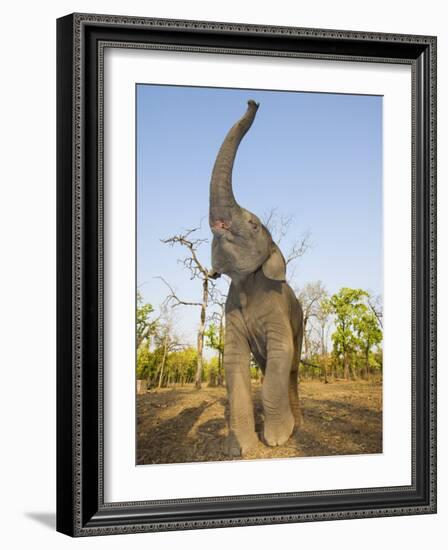 Asian Indian Elephant Holding Trunk in the Air, Bandhavgarh National Park, India. 2007-Tony Heald-Framed Photographic Print