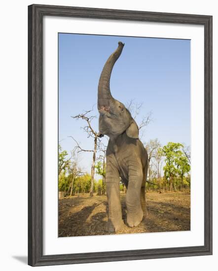 Asian Indian Elephant Holding Trunk in the Air, Bandhavgarh National Park, India. 2007-Tony Heald-Framed Photographic Print