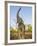 Asian Indian Elephant Holding Trunk in the Air, Bandhavgarh National Park, India. 2007-Tony Heald-Framed Photographic Print