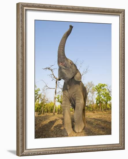 Asian Indian Elephant Holding Trunk in the Air, Bandhavgarh National Park, India. 2007-Tony Heald-Framed Photographic Print