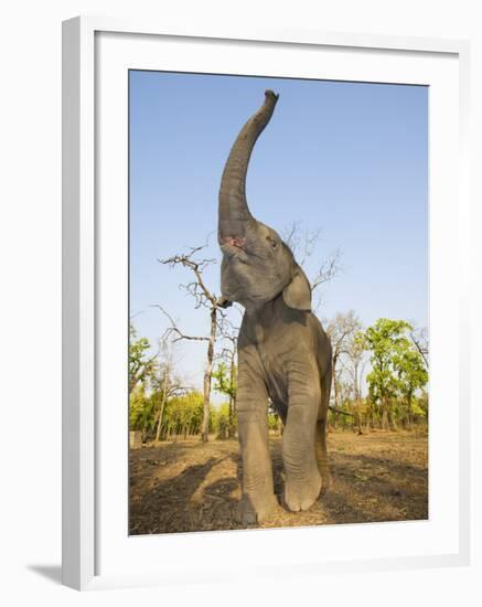 Asian Indian Elephant Holding Trunk in the Air, Bandhavgarh National Park, India. 2007-Tony Heald-Framed Photographic Print